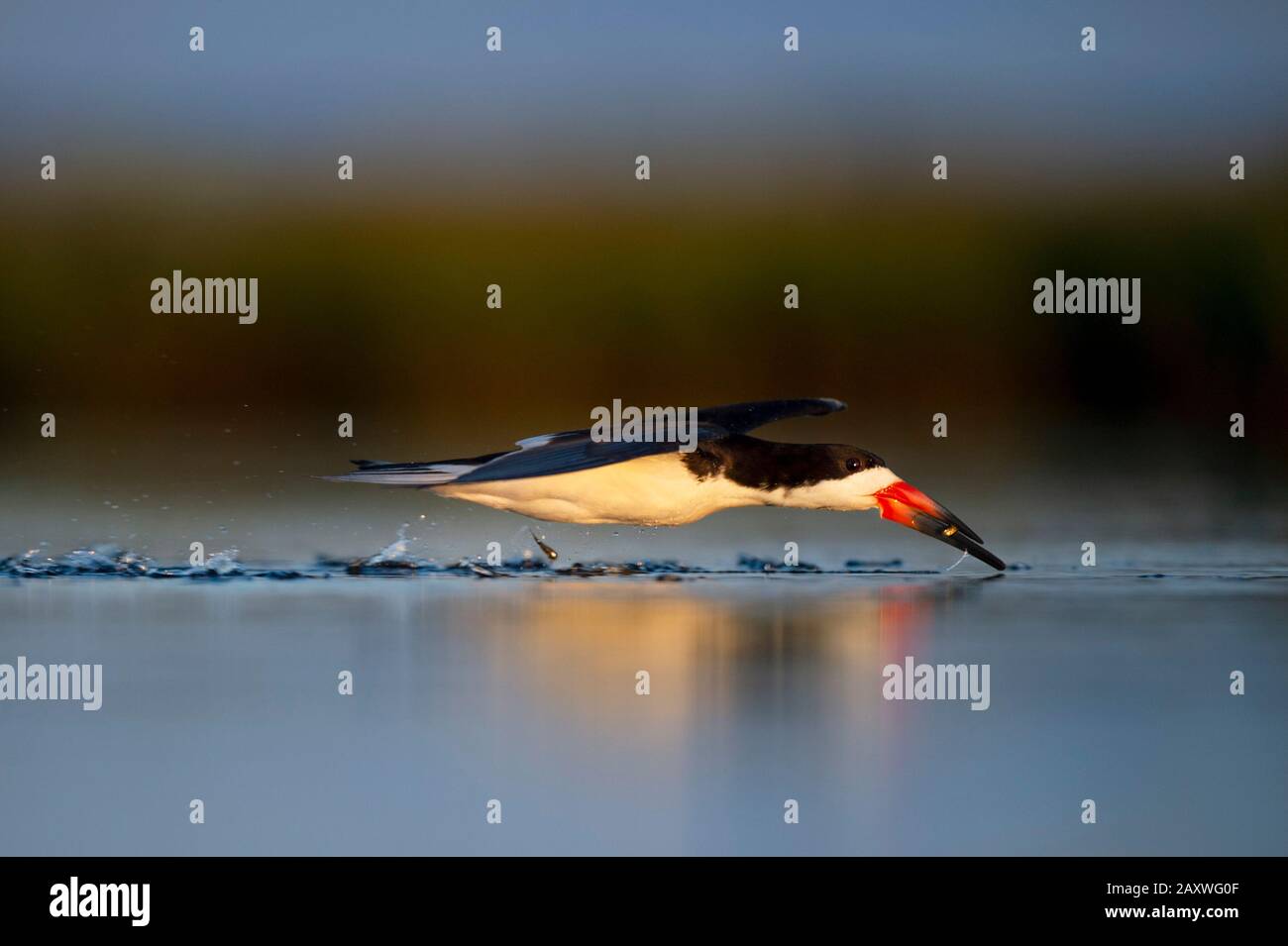 Uno Skimmer Nero cattura piccole minnows come vola basso sopra l'acqua nella luce solare dorata del mattino. Foto Stock