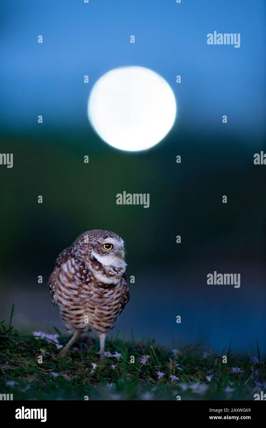 Florida Burrowing Owl in piedi nell'erba con una luce della strada fuori fuoco sullo sfondo che sembra la luna di notte. Foto Stock