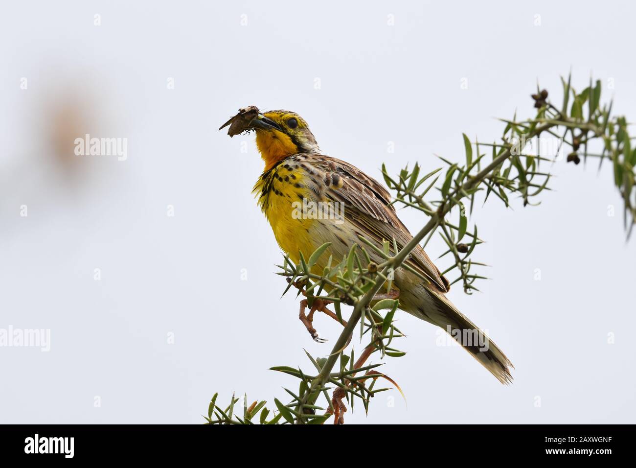 Giallo-thromated Longclaw con insetto interferito. Parco Nazionale Di Amboseli, Kenya. Foto Stock