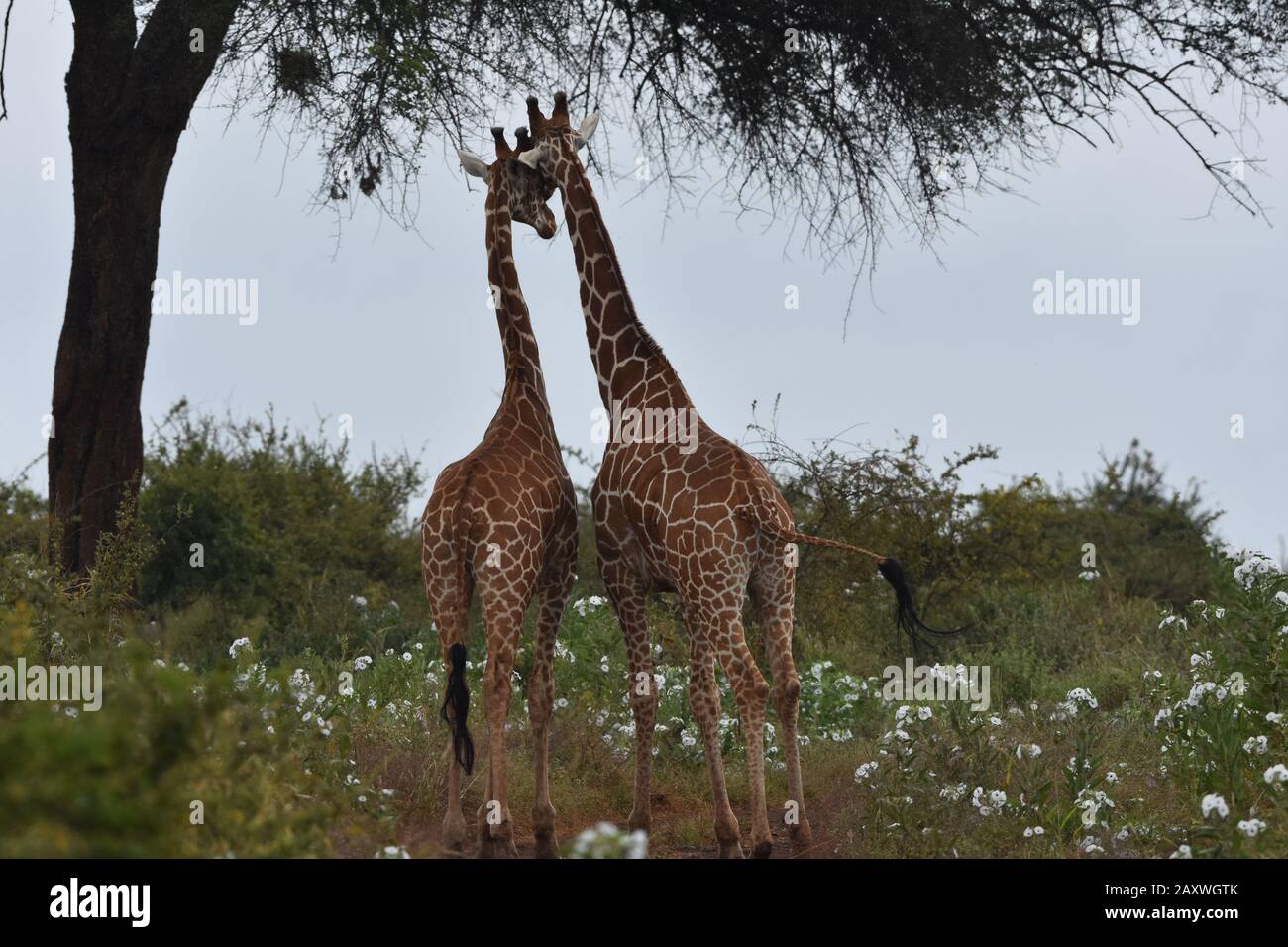 Giraffe reticolate che mostrano affetto tra fiori e alberi. Parco Nazionale Di Maru, Kenya. Foto Stock