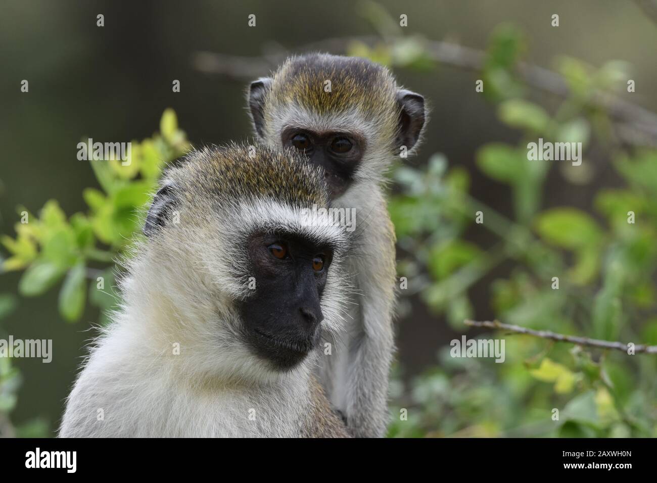 Vervet Monkey, madre e giovane, in cespuglio. Parco Nazionale Di Amboseli, Kenya. Foto Stock