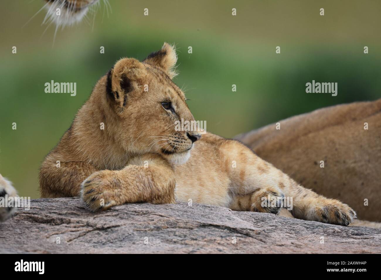 Cute Lion cub riposante su Rocks.Masai Mara National Park, Kenya. Foto Stock