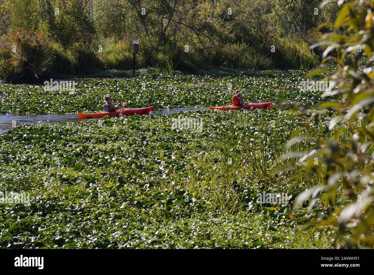STATI UNITI. Gita in kayak sul lago Washington a Duck Bay all'Arboretum di Washington a Seattle. Foto Stock