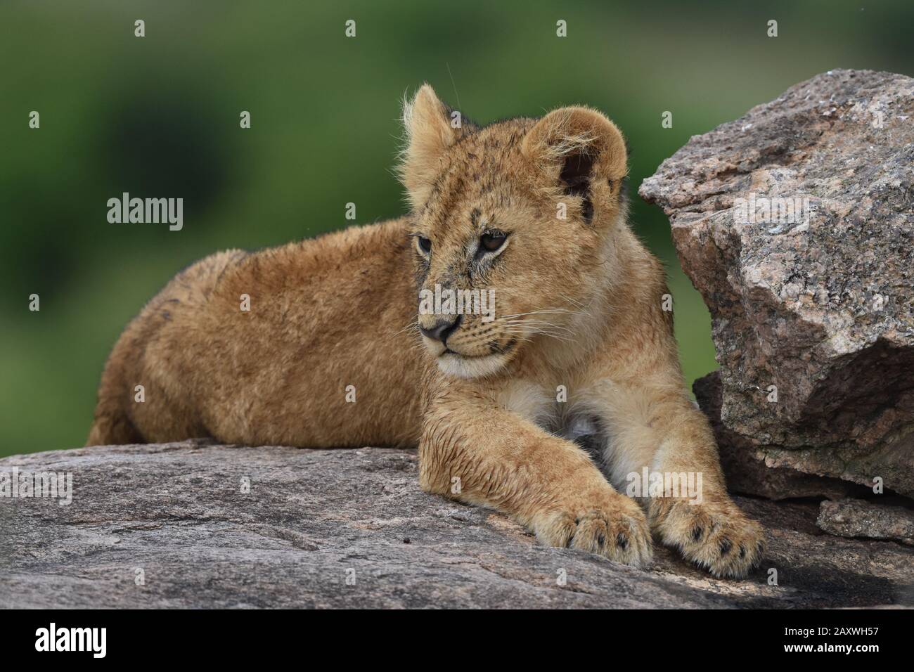 Cute Lion cub riposante su Rocks.Masai Mara National Park, Kenya. Foto Stock