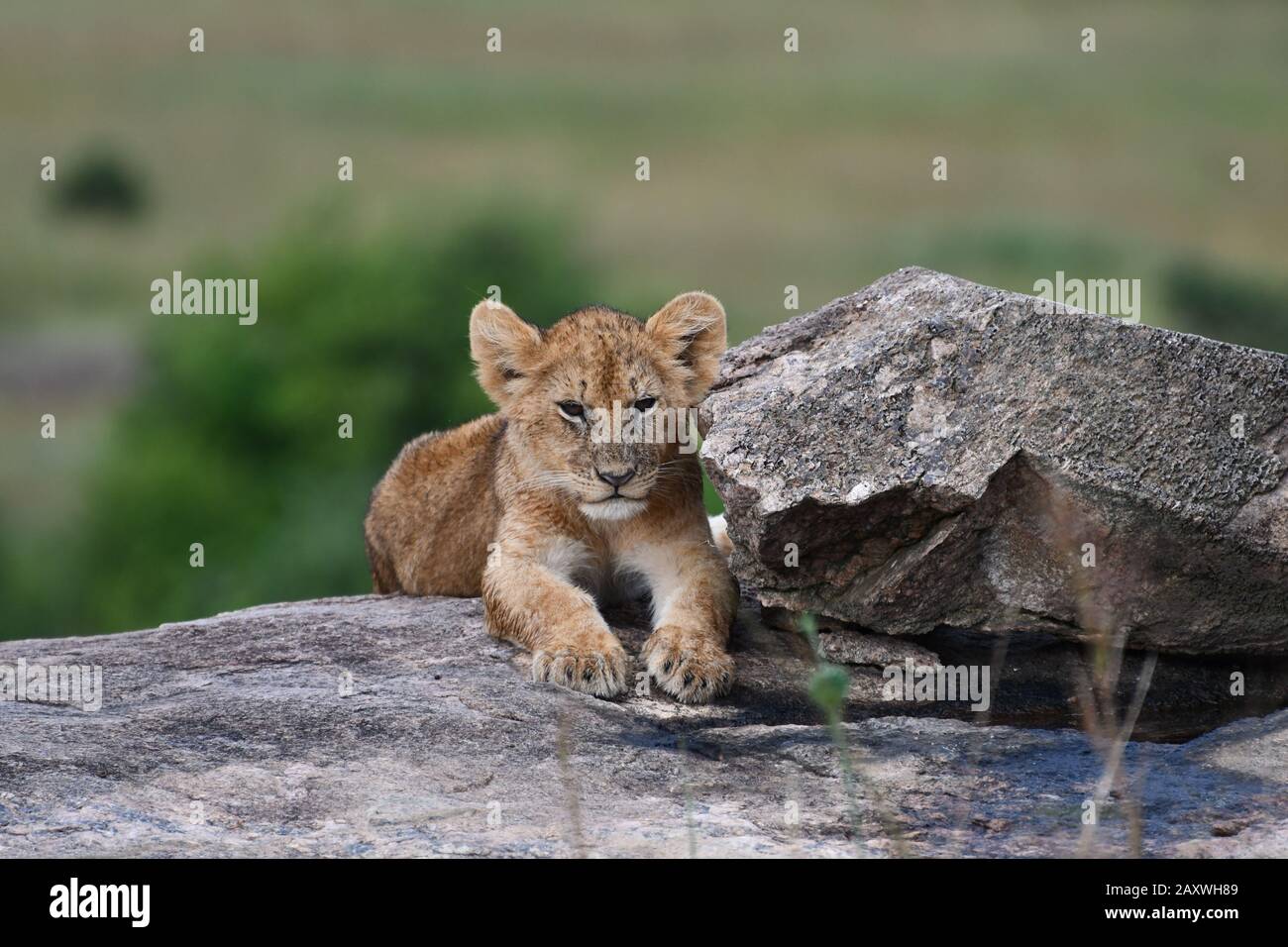 Cute Lion cub riposante su Rocks.Masai Mara National Park, Kenya. Foto Stock
