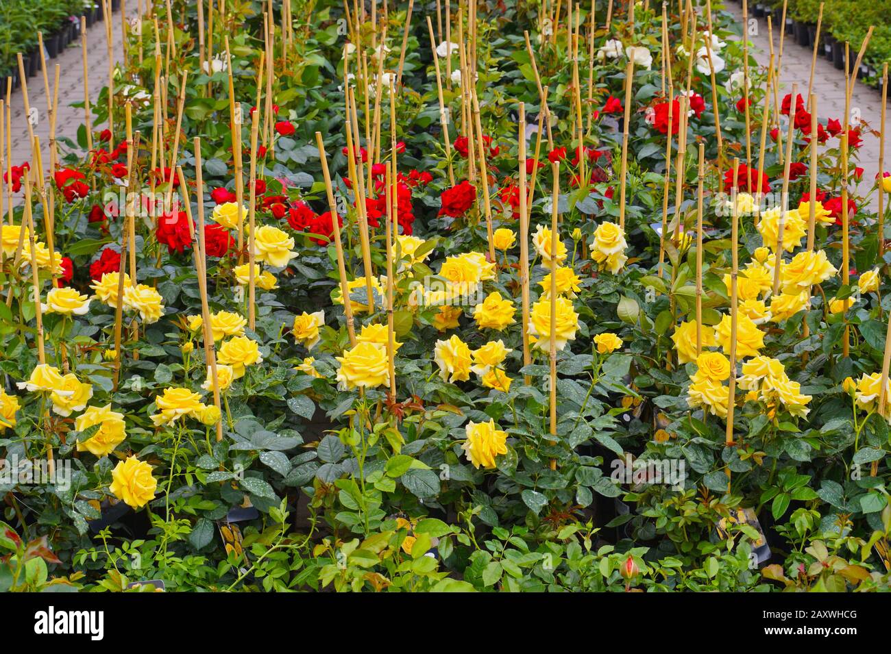 Dipartimento di rose: Varietà discount, fiorite in colori diversi. Negozio di giardino. Foto Stock