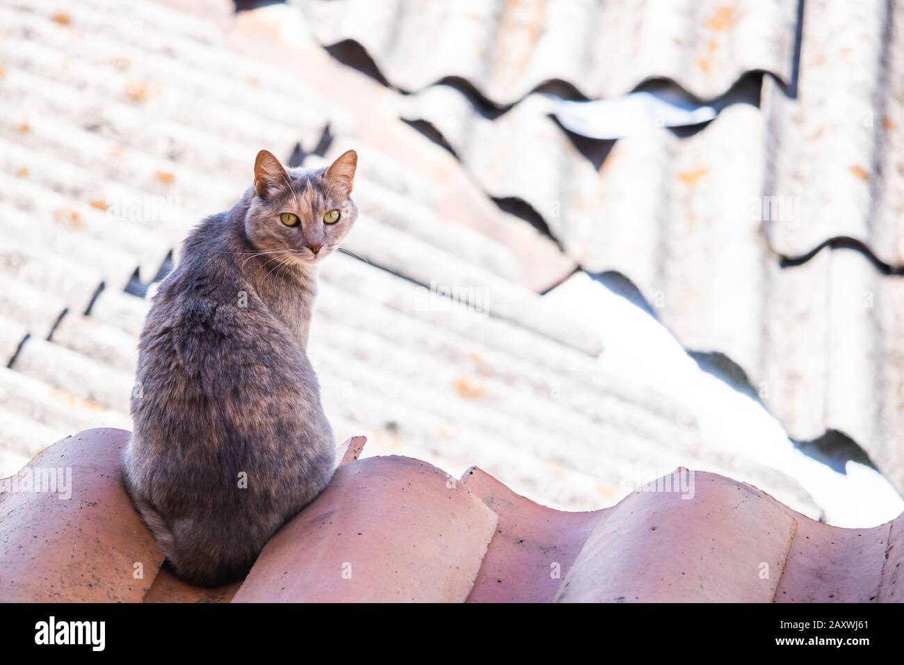 gatto su un tetto Foto Stock