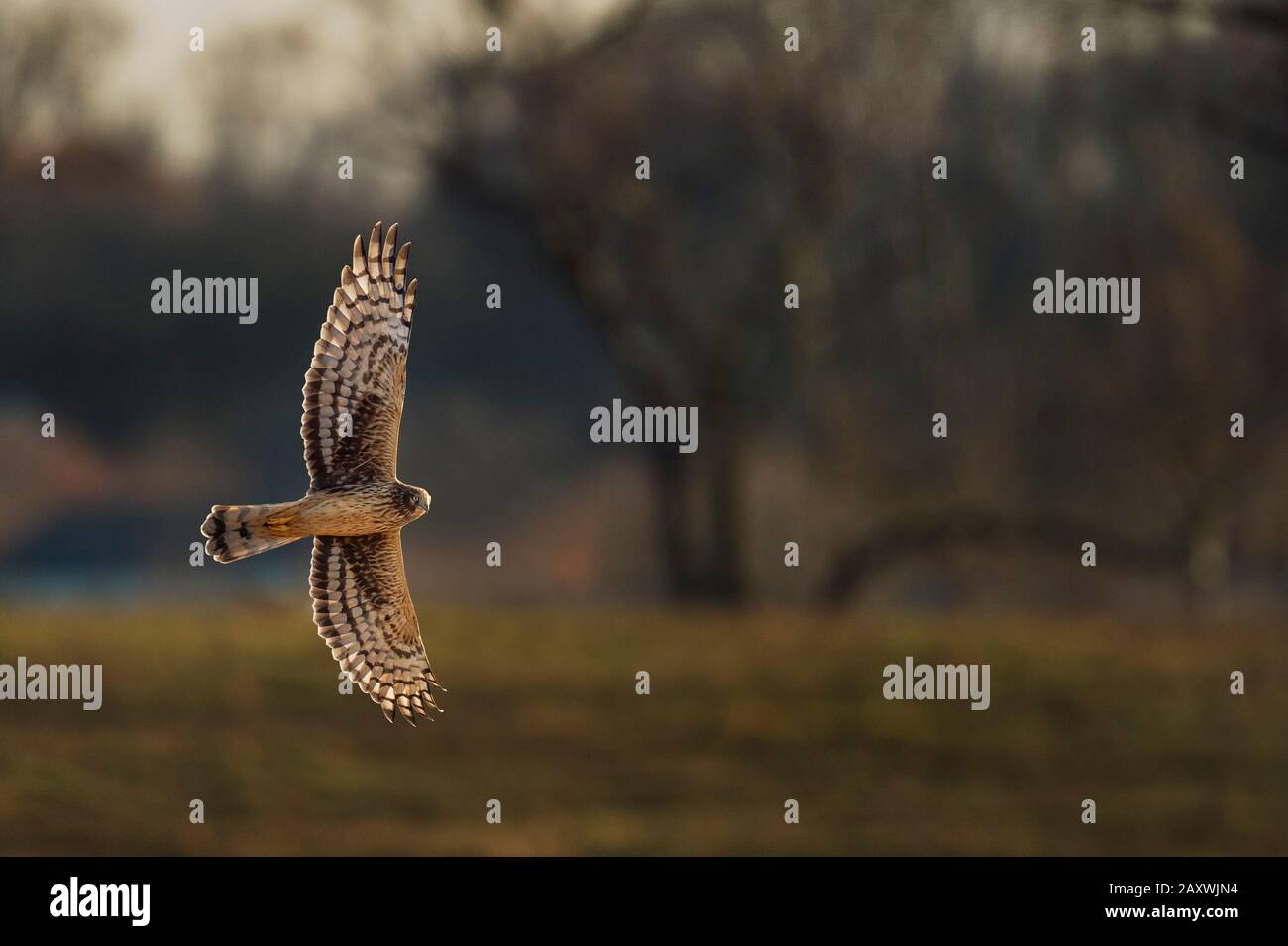 Un Harrier del Nord vola con le sue ali sparse che si illuminano nella luce del sole. Foto Stock