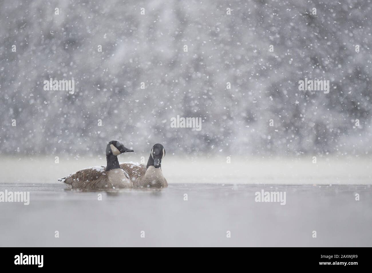 Un paio di Canada Geese nuotano nell'acqua ghiacciata fredda con la neve che cade in una fredda giornata invernale. Foto Stock