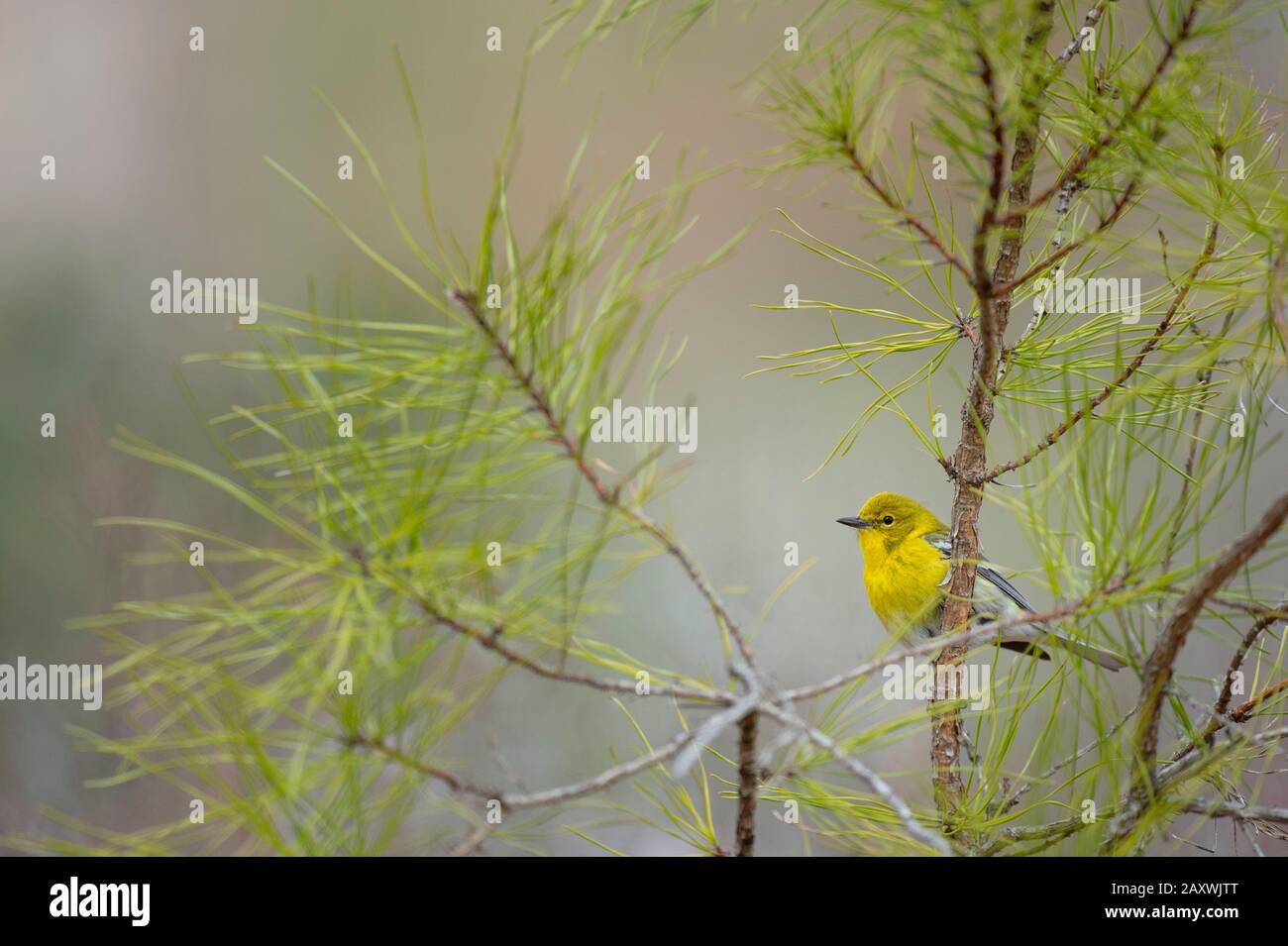 Un tenera decollatore giallo di pino arroccato in un ramo con uno sfondo liscio in morbida luce. Foto Stock