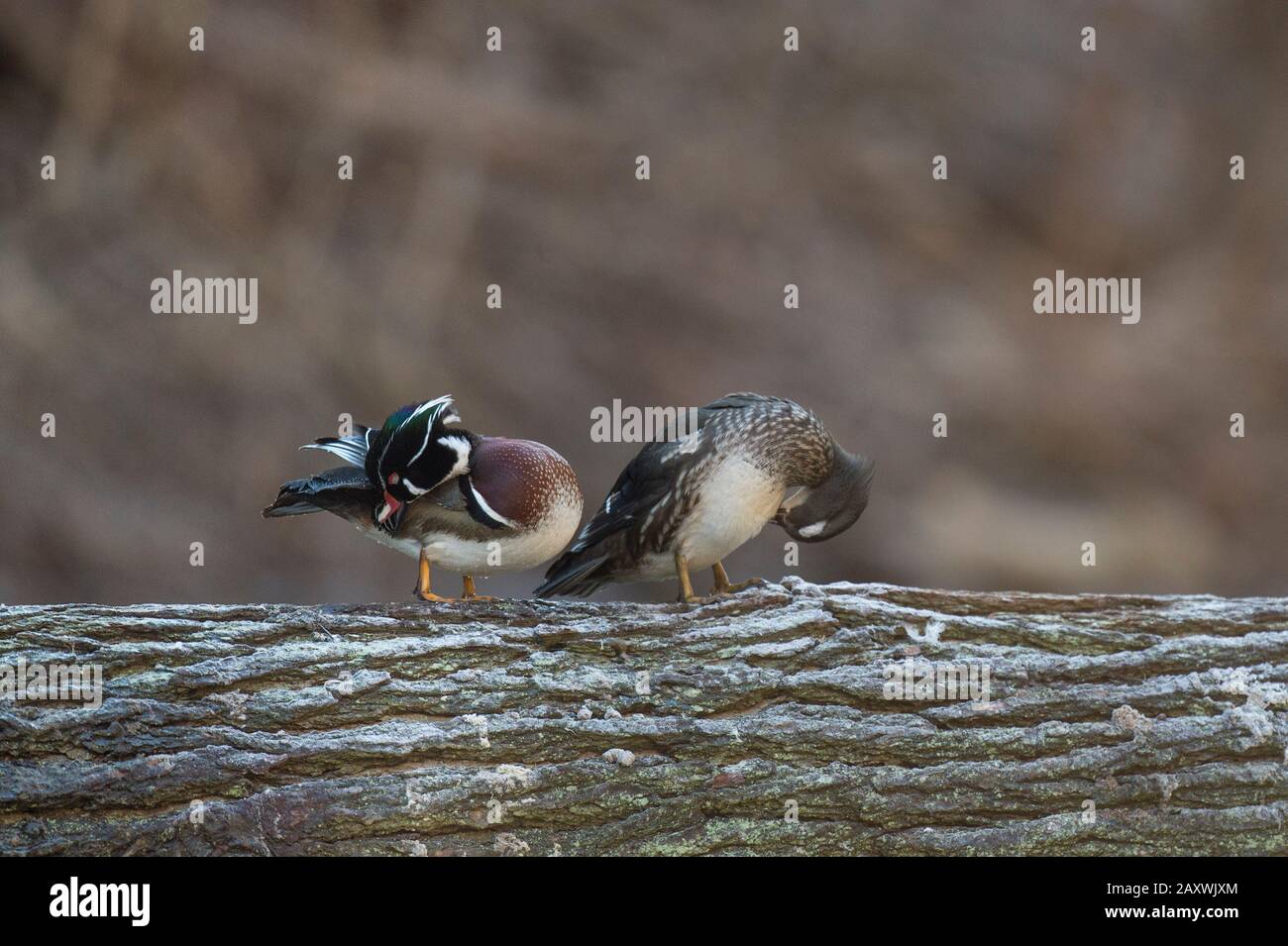 Un paio di Ducks di legno appollaiato su un log sopra l'acqua in luce soffusa con uno sfondo marrone liscio. Foto Stock