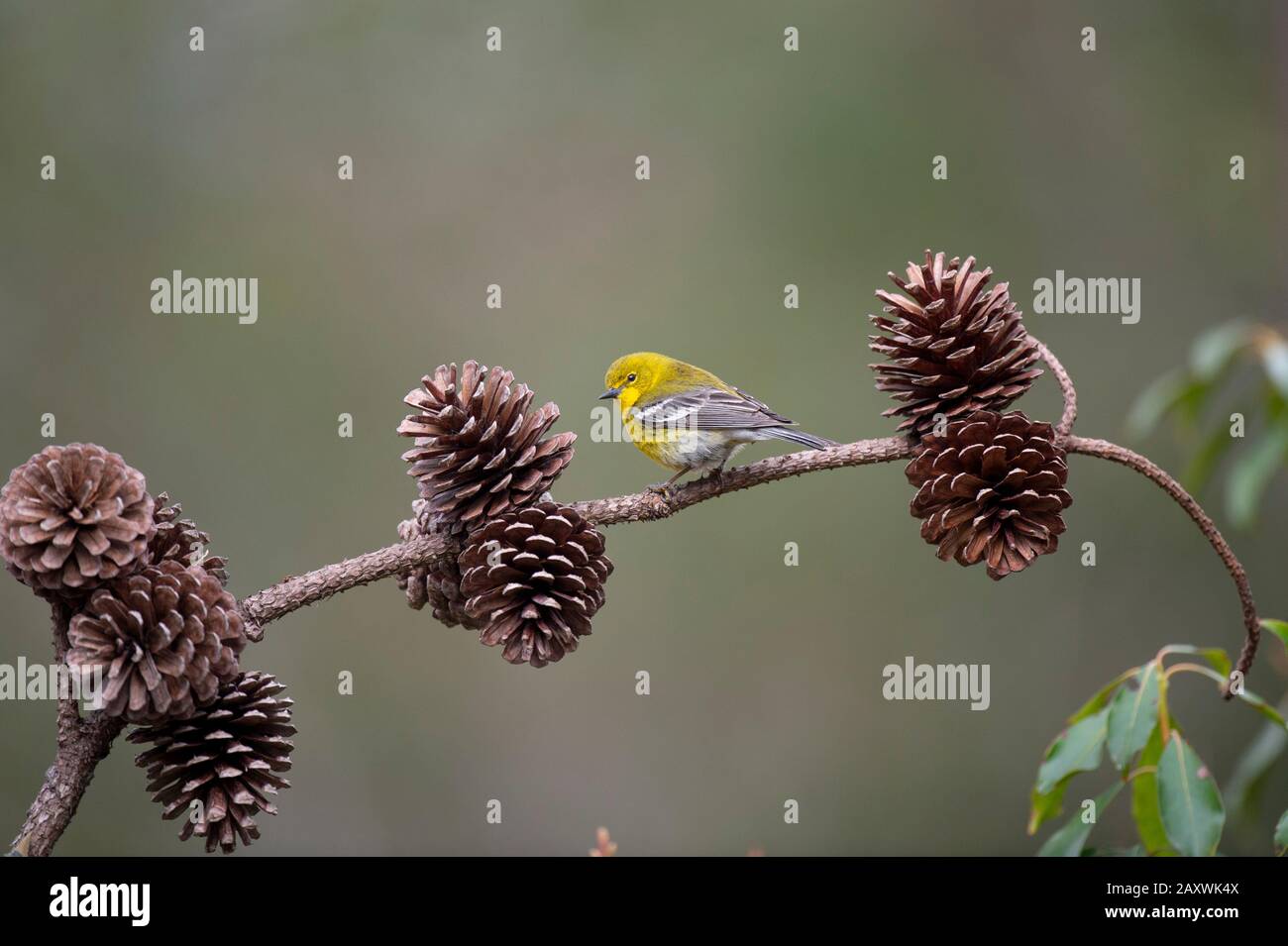 Un tenera decollatore giallo di pino arroccato su un ramo con coni di pino con un fondo liscio e una luce morbida. Foto Stock
