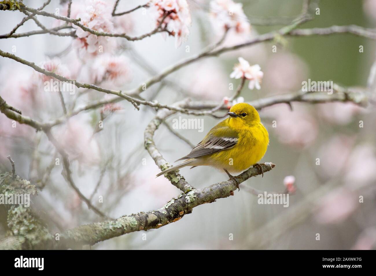 Giallo brillante Pine Warbler arroccato in un albero in fiore in primavera in luce dominante sotf. Foto Stock
