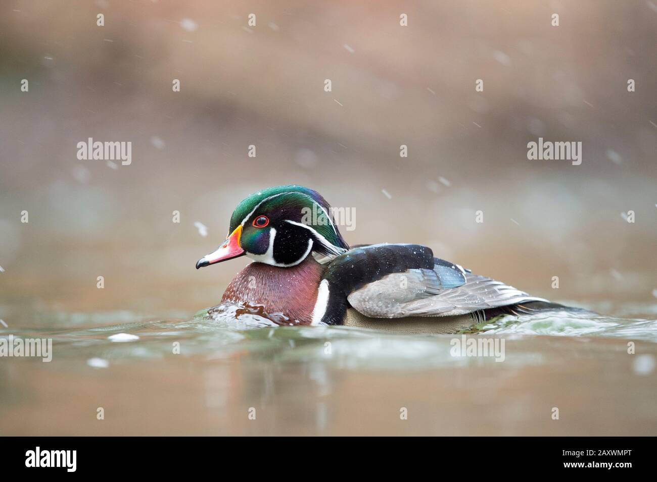 Coloratissimo Duck di legno maschile nuotare in acqua in caduta di neve in una fredda giornata invernale. Foto Stock