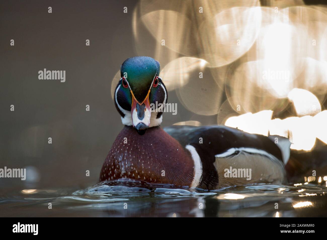 Un colorato Duck maschio di legno nuotando sull'acqua frizzante alla luce del sole di mattina presto. Foto Stock