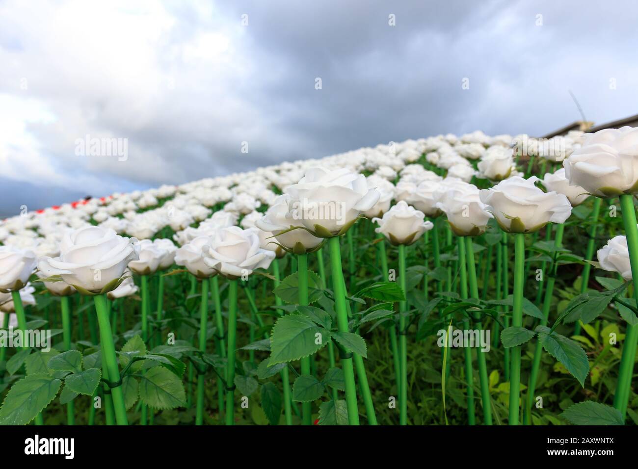 White Roses A Lintaon Peak & Cave/16k Blossoms A Baybay City, Leyte, Filippine Foto Stock