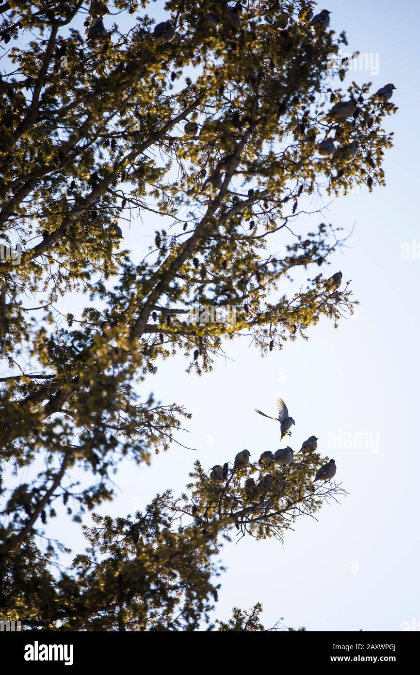 Un Cedar Waxwing atterra in un albero in un pomeriggio d'inverno. Foto Stock