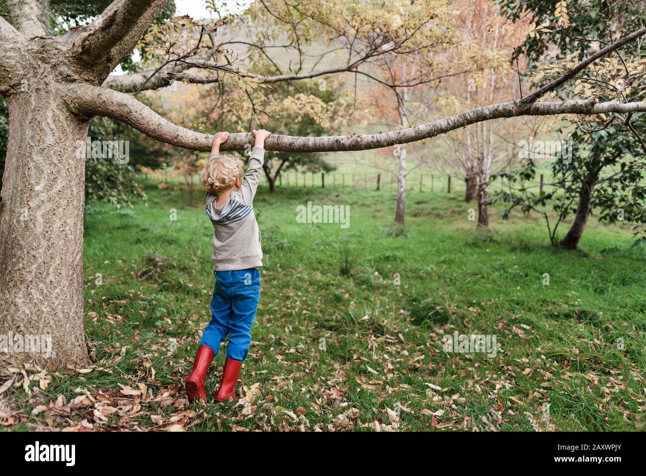 Bambino giovane che tiene un ramo di albero sopra erba verde Foto Stock