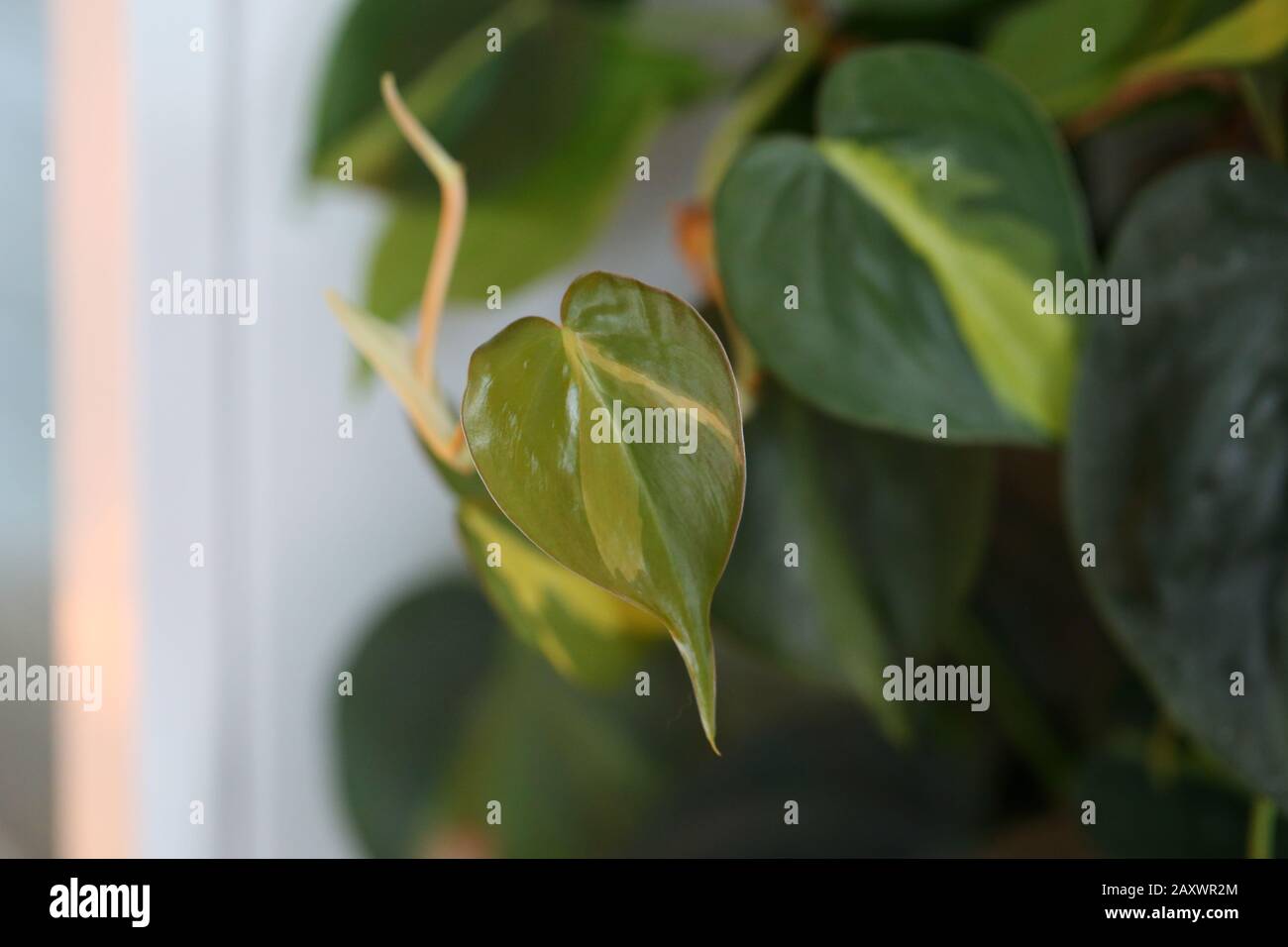 Foglie di edera bianco e verde brillante in una foto di closeup. Fotografato all'interno vicino a una finestra durante una soleggiata giornata primaverile. Immagine macro colorata in modo vibrante. Foto Stock