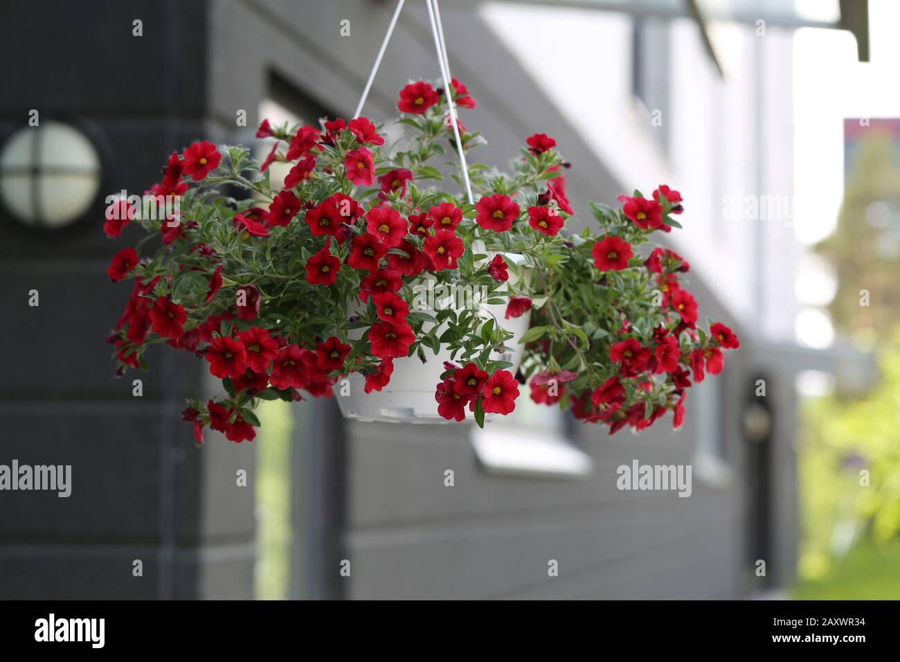 Fiori rossi di petunia appesi vicino ad un edificio a Espoo, Finlandia. Bella e colorata decorazione estiva. Immagine a colori di primo piano. Foto Stock