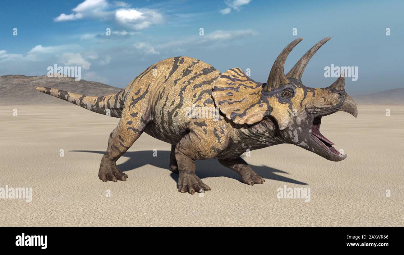 Triceratops, dinosauro rettili ruggiti, preistorico animale giurassico in ambiente deserto natura, illustrazione 3D Foto Stock