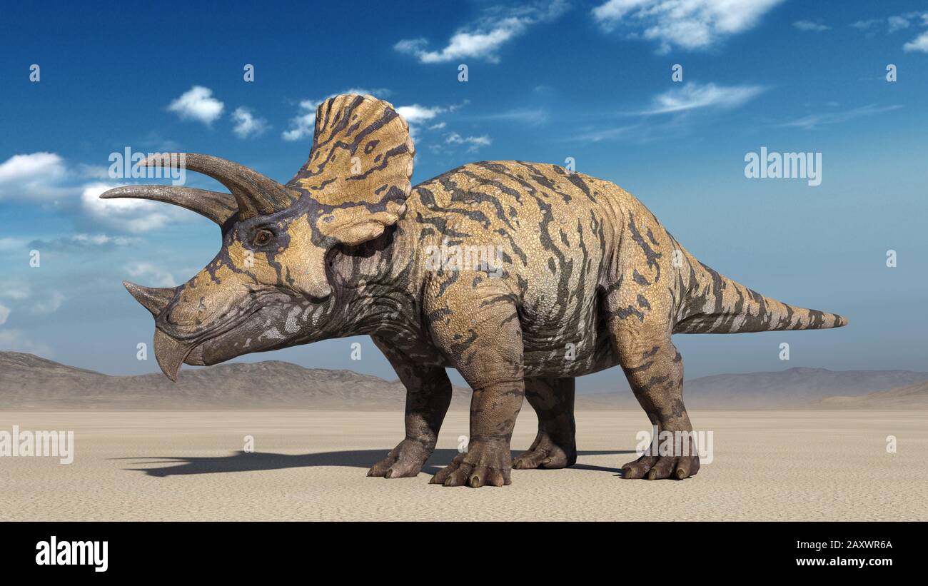 Triceratops, dinosauro rettile in piedi, preistorico Jurassic animale in ambiente deserto natura, 3D illustrazione Foto Stock