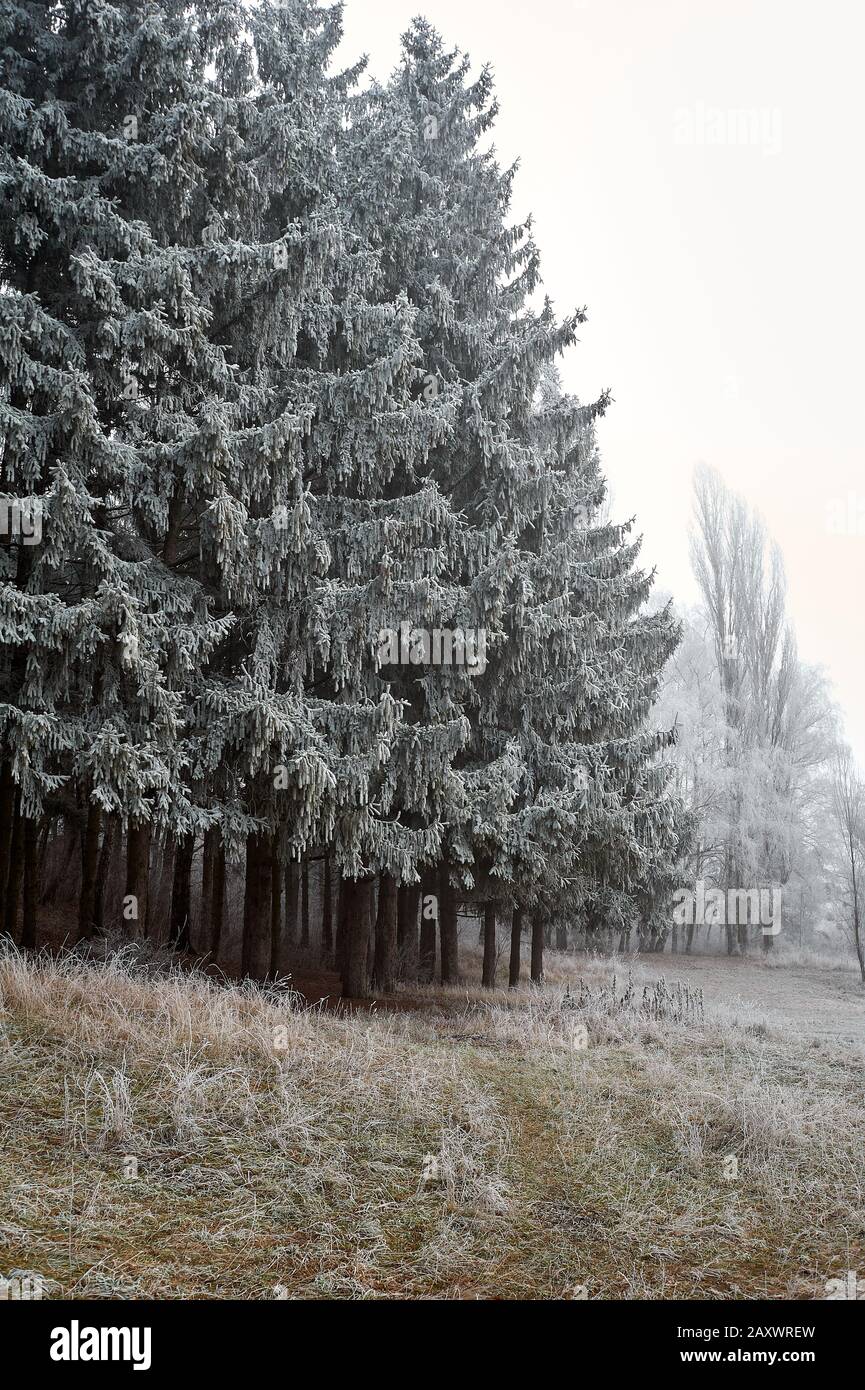 foresta d'inverno cupa durante nebbia coperta di gelo in tempo nuvoloso senza sole Foto Stock