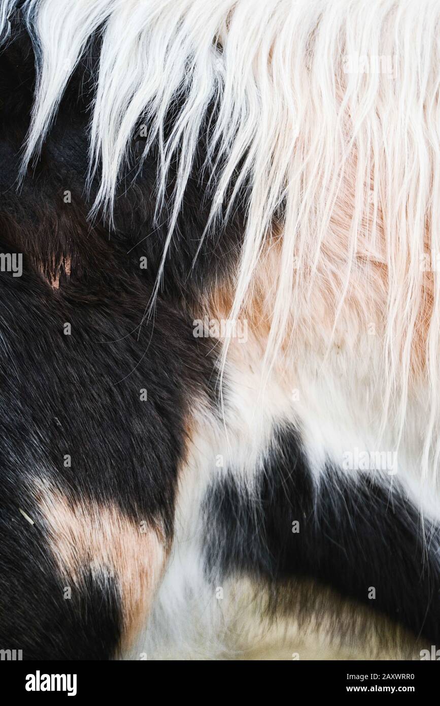 Immagine ravvicinata di mane di cavallo bianco contro un cappotto multicolore Foto Stock