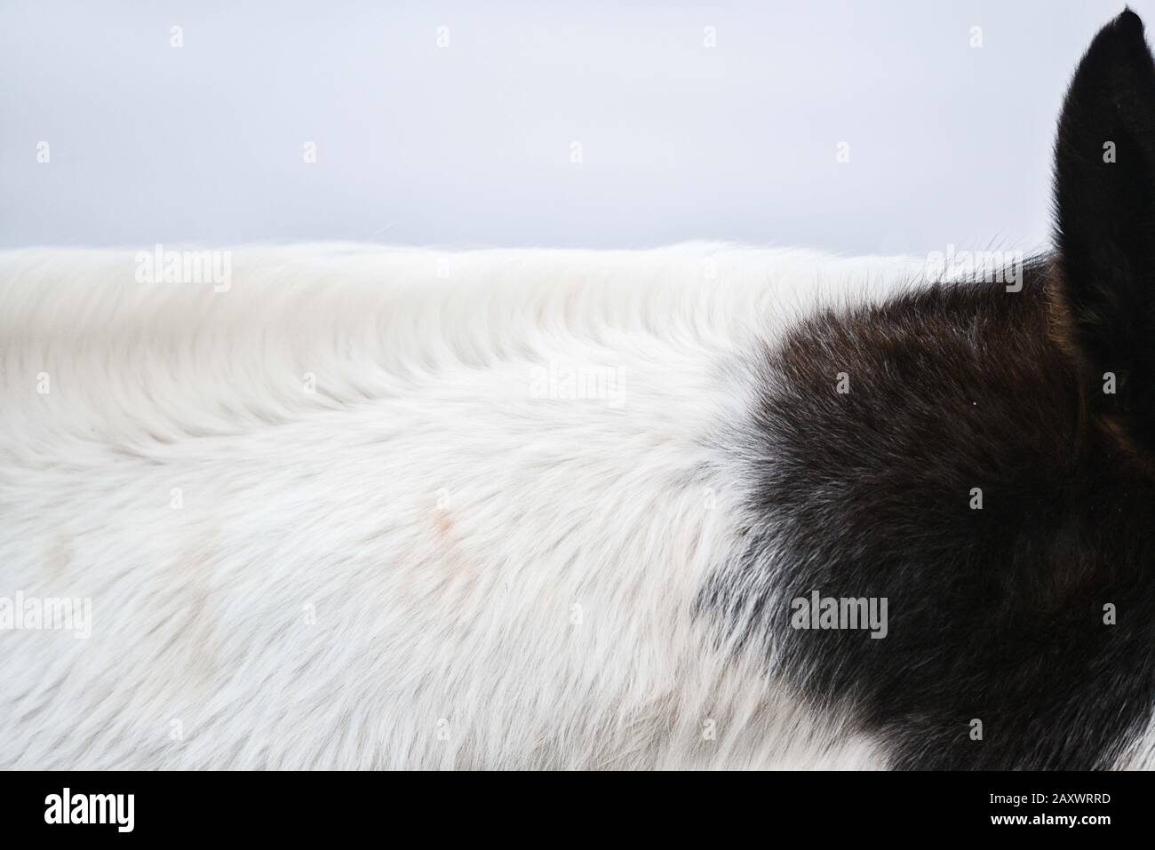 Primo piano astratto di mane equino su sfondo bianco Foto Stock