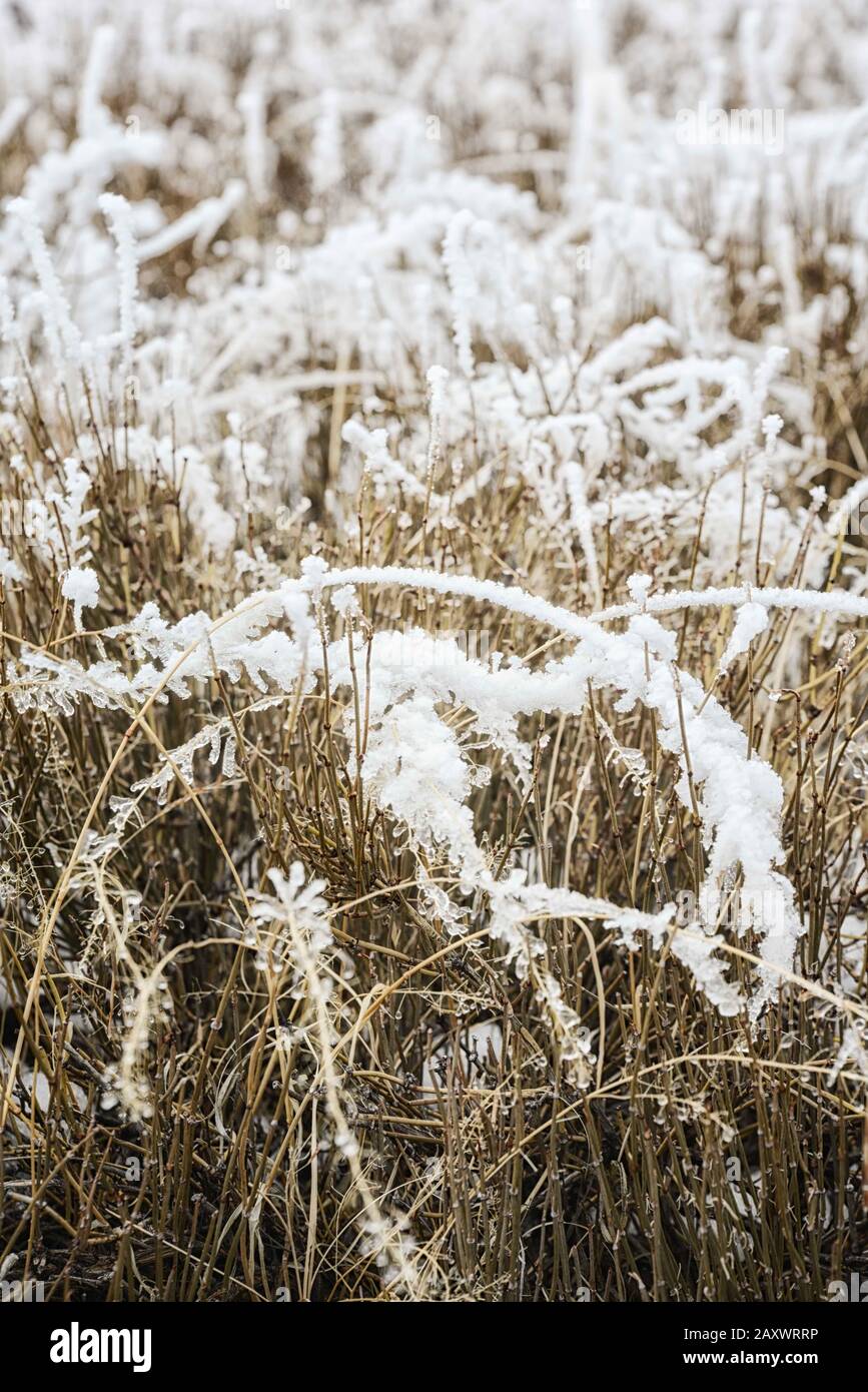 Inquadratura artistica di media gamma di erba coperta di neve Foto Stock
