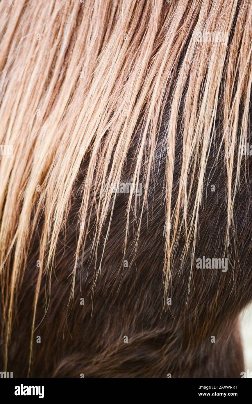 Primo piano di un estratto di capelli di cavallo Foto Stock