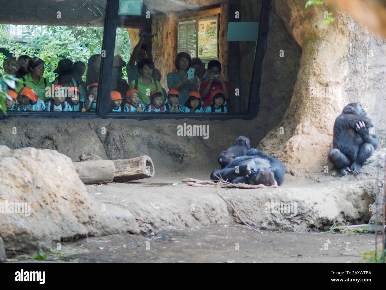 Tokyo, Giappone - 11 ottobre 2018: Durante un viaggio sul campo allo zoo di Tokyo, un gruppo di bambini giapponesi sta guardando uno scimpanzé nel loro complesso. Foto Stock