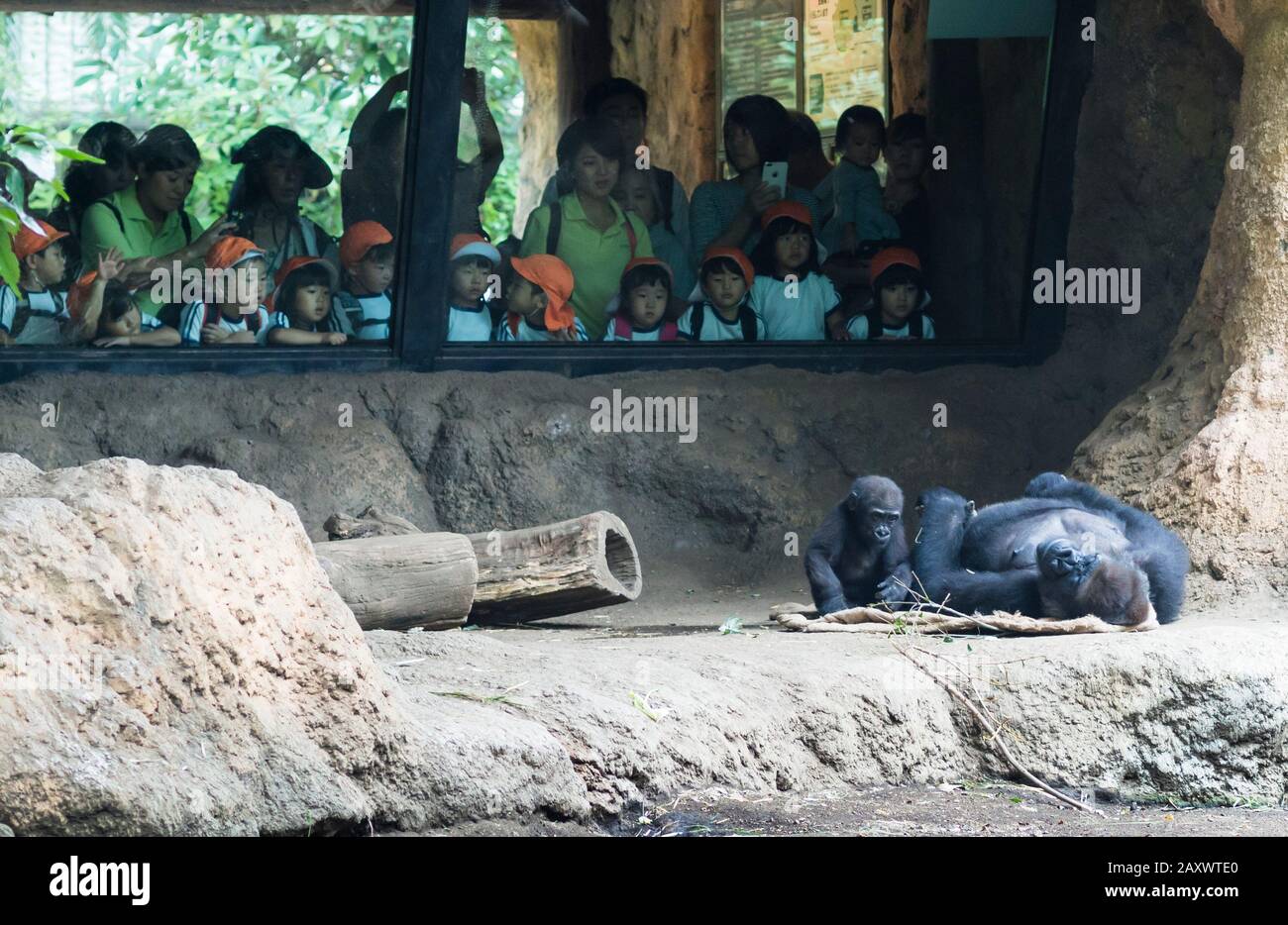 Tokyo, Giappone - 11 ottobre 2018: Durante un viaggio sul campo allo zoo di Tokyo, un gruppo di bambini giapponesi sta guardando uno scimpanzé nel loro complesso. Foto Stock