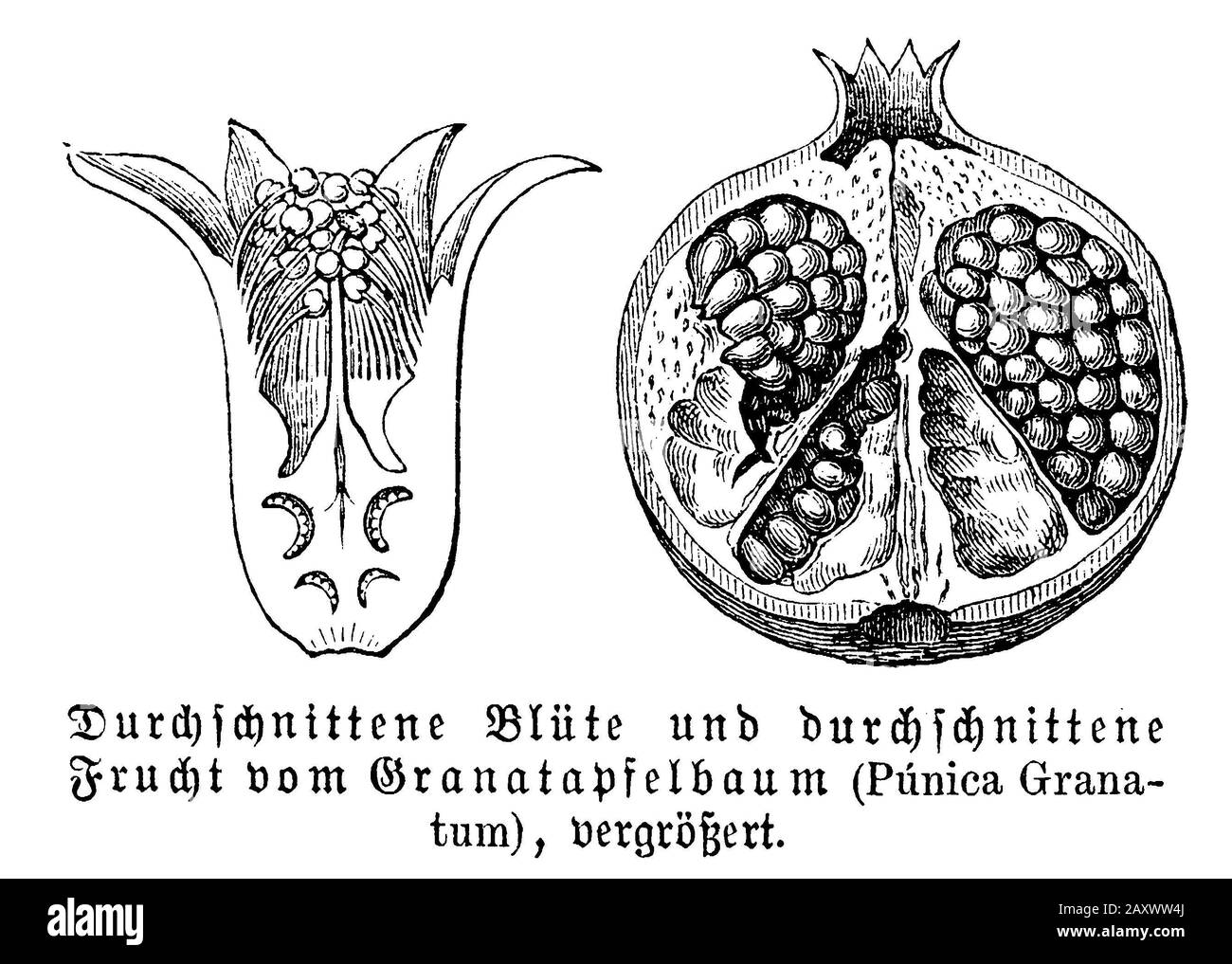 Melograno, Punica granatum, anonym (libro di biologia, 1889) Foto Stock