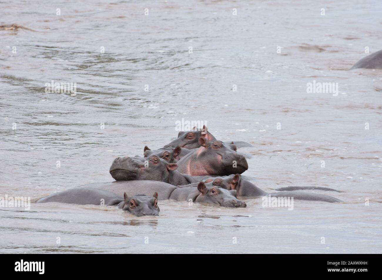 I giovani Ippopotami si riposano l'uno sull'altro, con un motivo a spina di pesce, in una piscina di ippopotami nel Parco Nazionale del Serengeti, in Tanzania. Foto Stock