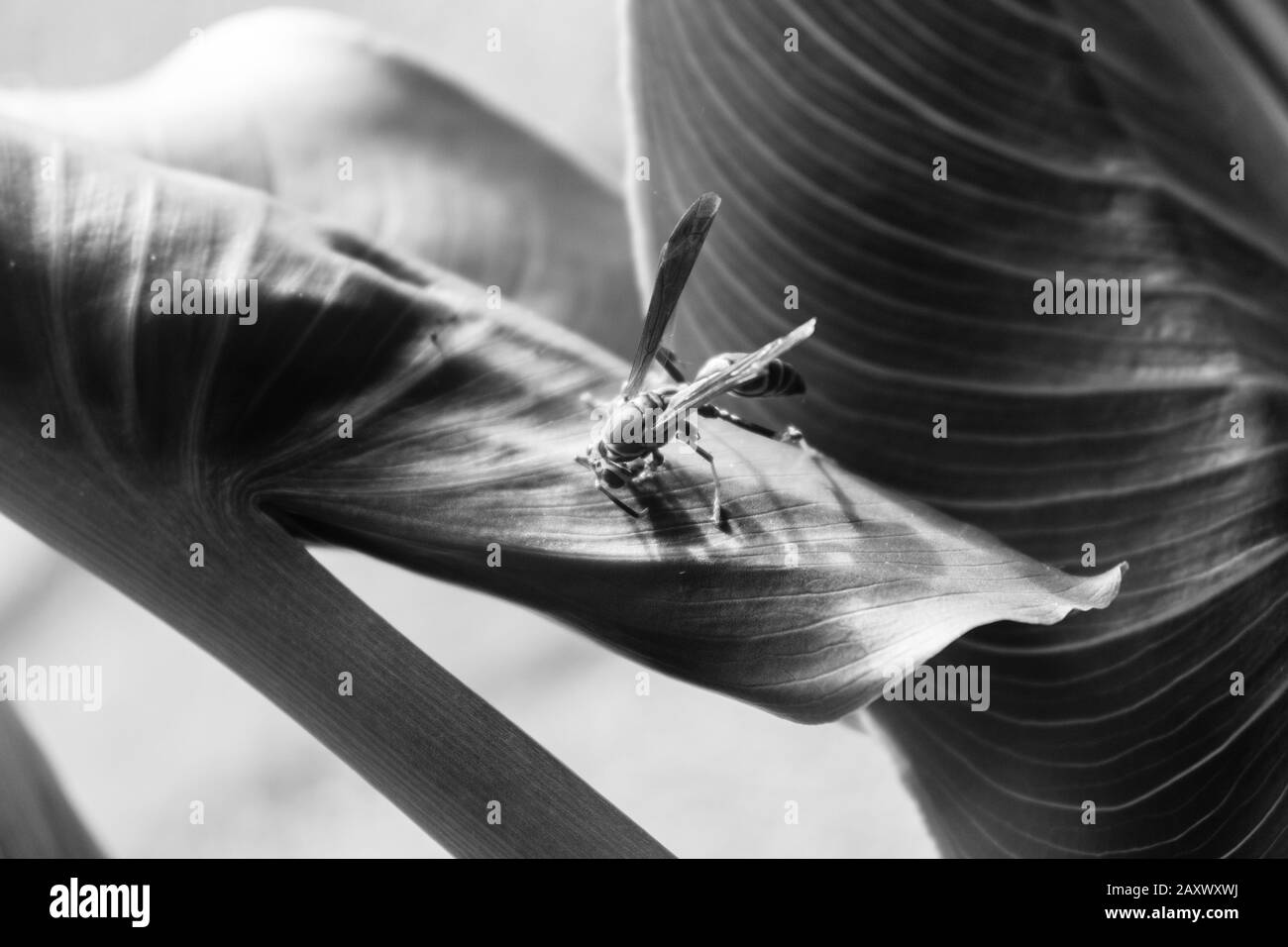 wasp su una foglia in bianco e nero Foto Stock