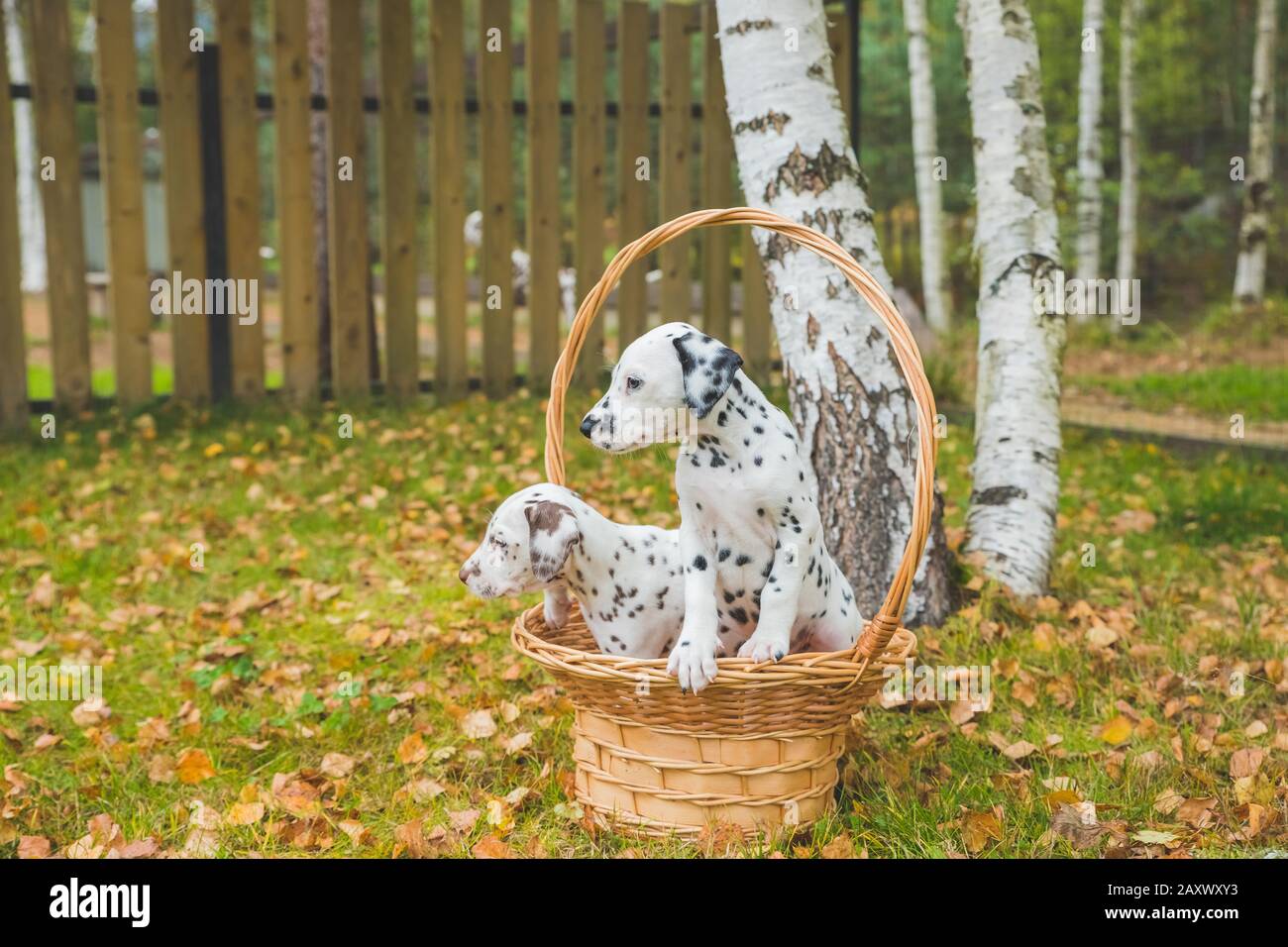 Due cuccioli dalmati che giocano, nel cestino di vimini. Foto Stock