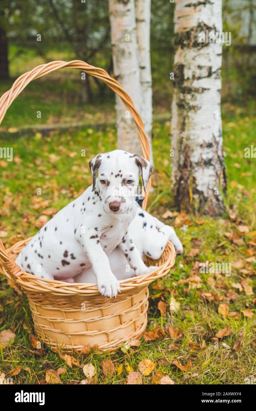 Due cuccioli dalmati che giocano, nel cestino di vimini. Foto Stock