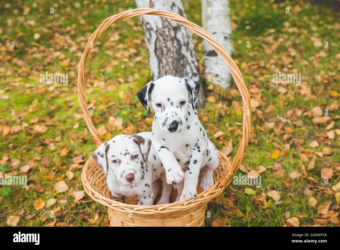 Due cuccioli dalmati che giocano, nel cestino di vimini. Foto Stock