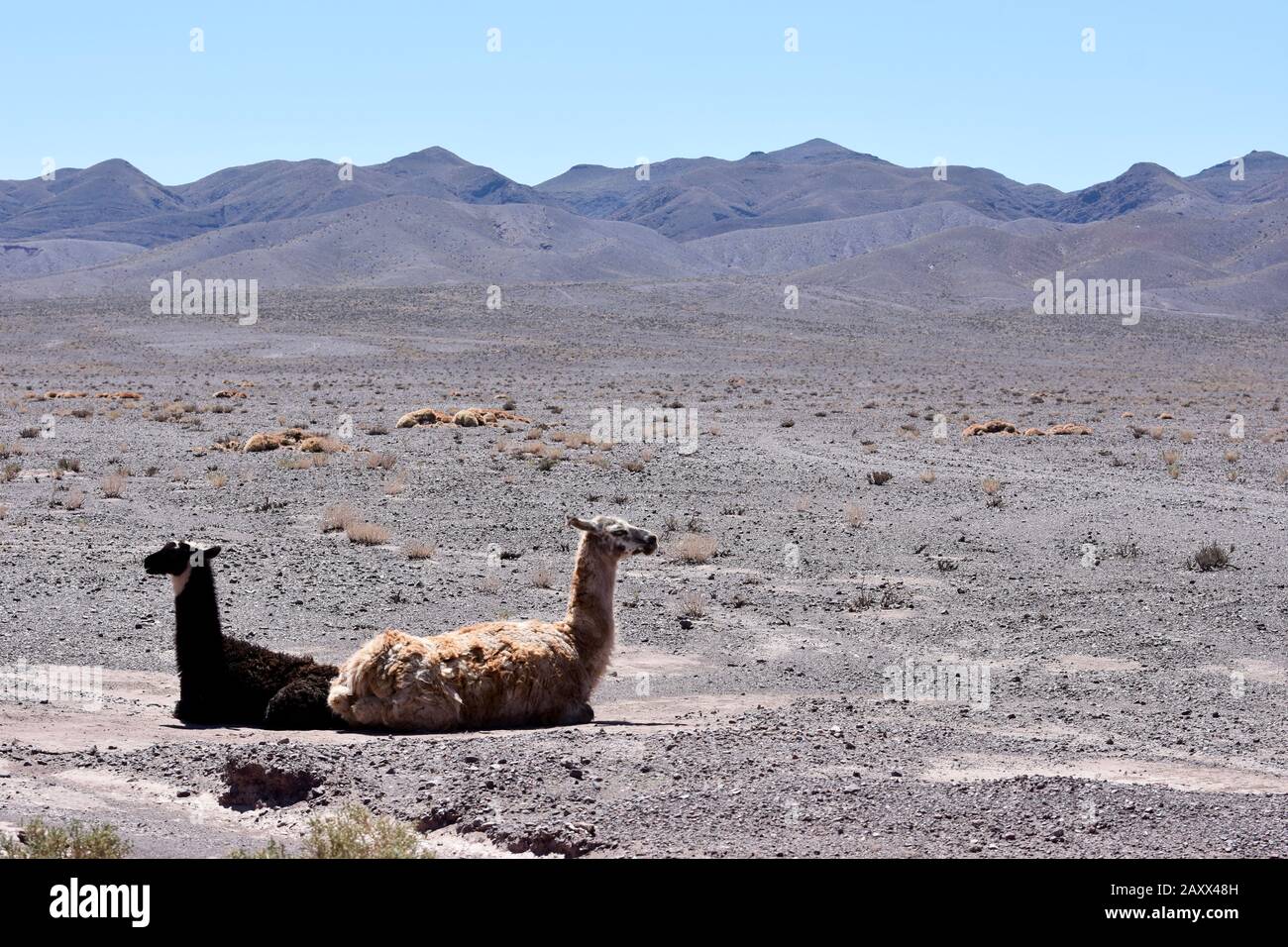 Llamas cileno riposante nel calore del deserto di Atacama su praterie di alta altitudine. Foto Stock