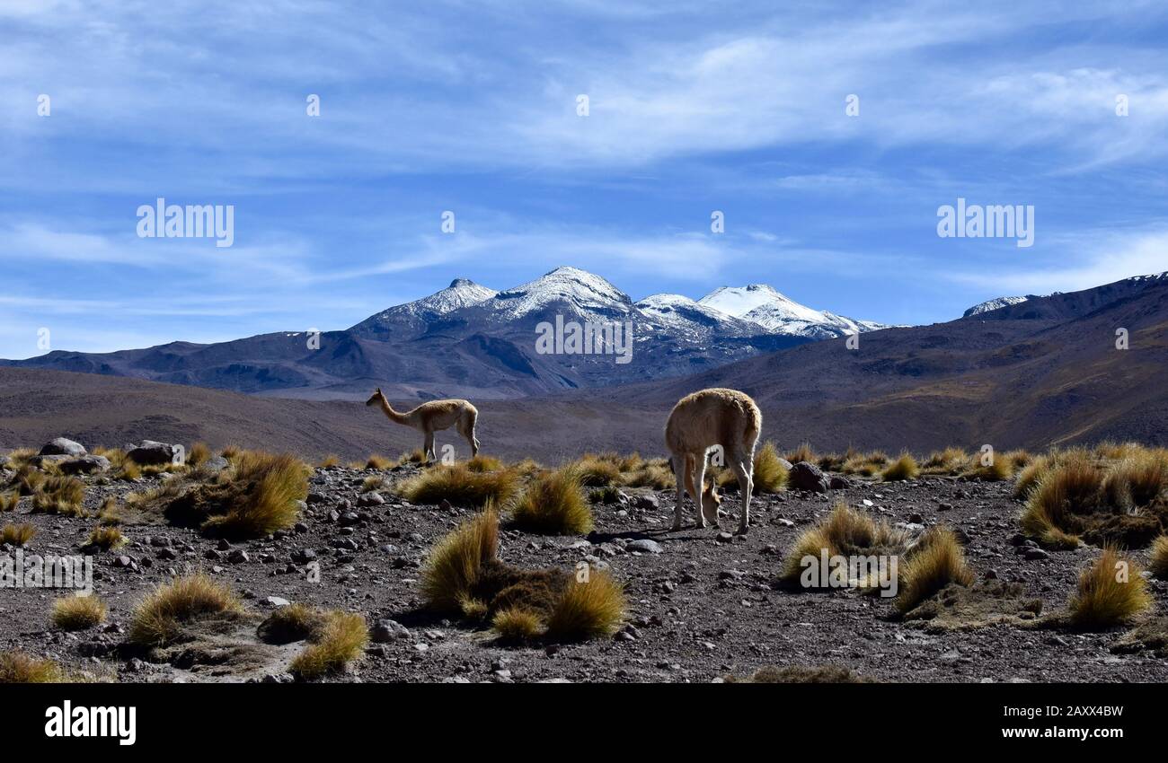 Scenario montano di Vicuna che pascolano ad alta quota nel deserto di Atacama, nel Cile settentrionale. Foto Stock