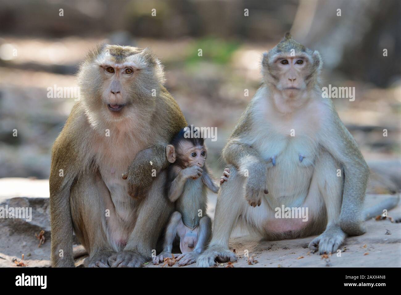Scimmie nella natura cambogiana Foto Stock