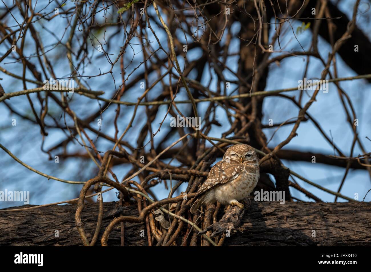 L'owlet o l'Athene brama macchiato sul tronco dell'albero nelle ore blu di mattina presto al parco nazionale di keoladeo o al santuario dell'uccello di bharatpur, india Foto Stock