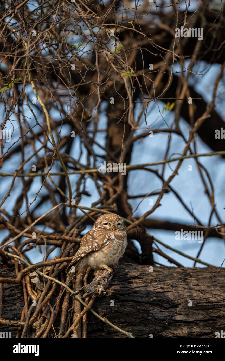 L'owlet o l'Athene brama macchiato sul tronco dell'albero nelle ore blu di mattina presto al parco nazionale di keoladeo o al santuario dell'uccello di bharatpur, india Foto Stock