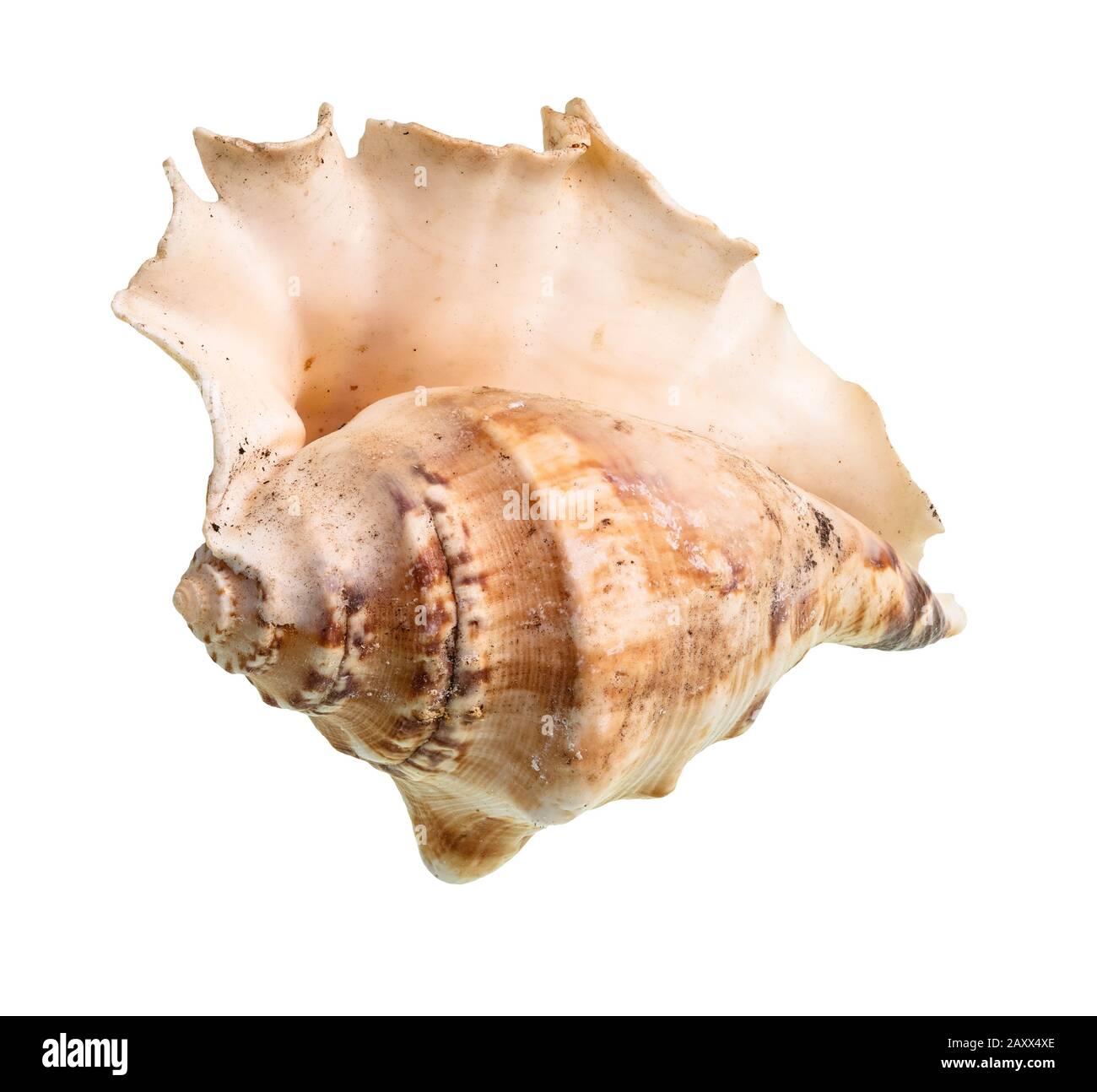 guscio vuoto asciutto di lumaca di mare su sfondo bianco Foto Stock