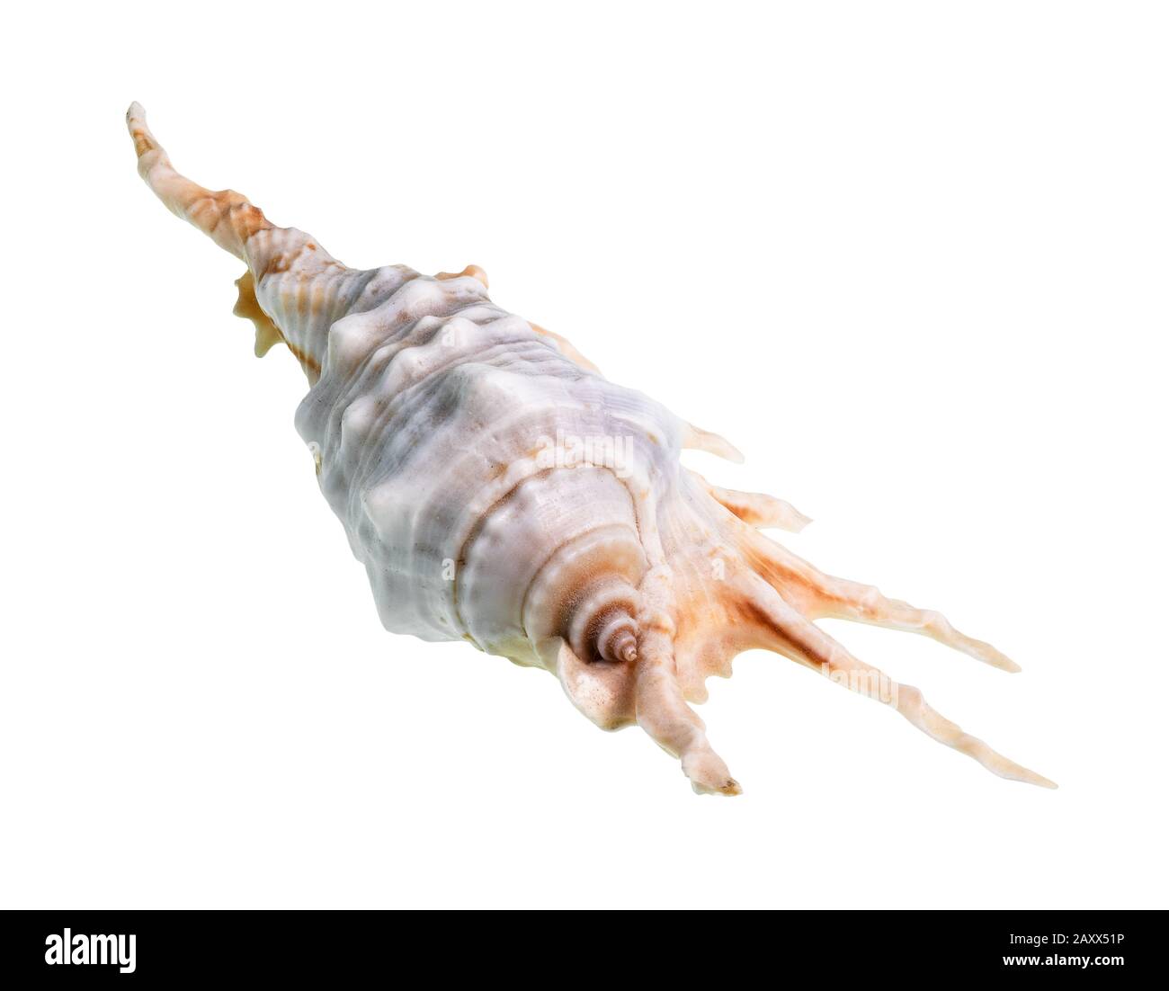 conch asciutto di murex sfinestratura di lumaca su sfondo bianco Foto Stock