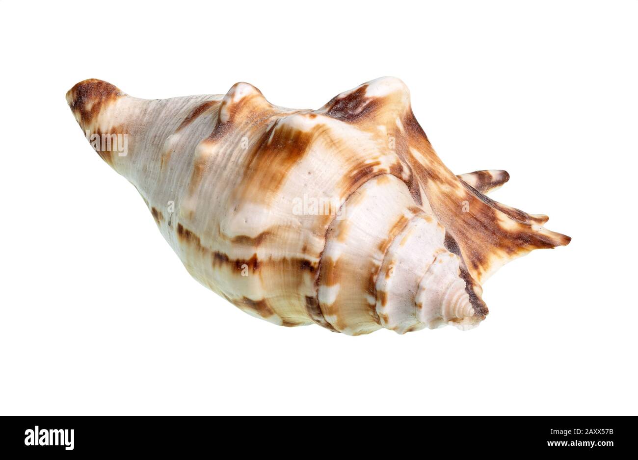 conca essiccata di muricidae sfinestratura di lumaca su sfondo bianco Foto Stock