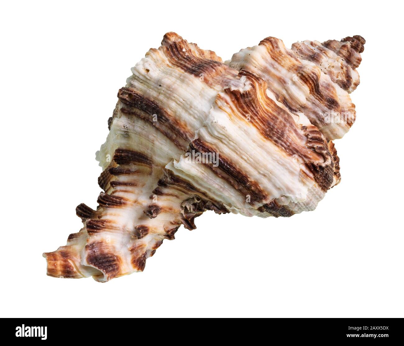 guscio essiccato di muricidae mollusco ritaglio su sfondo bianco Foto Stock
