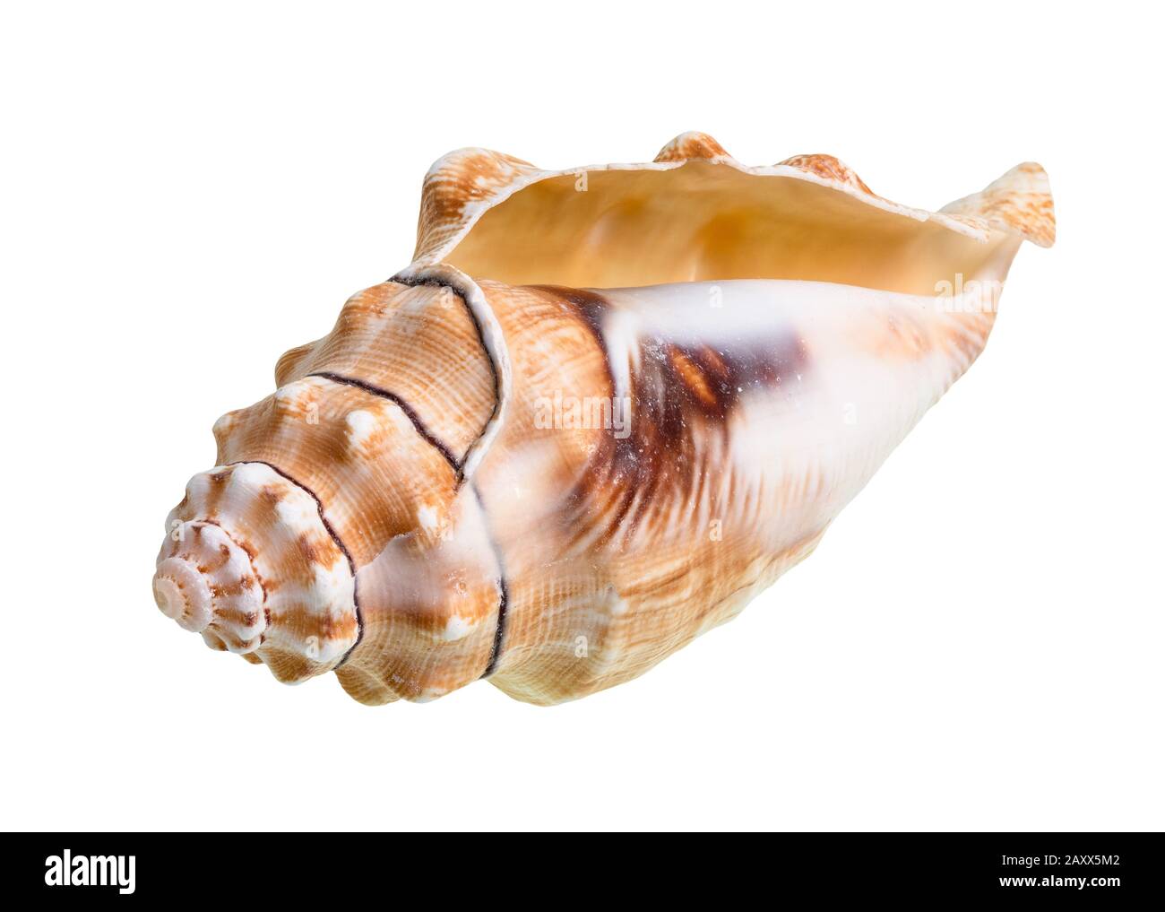secca conca vuota di lumaca di mare su sfondo bianco Foto Stock