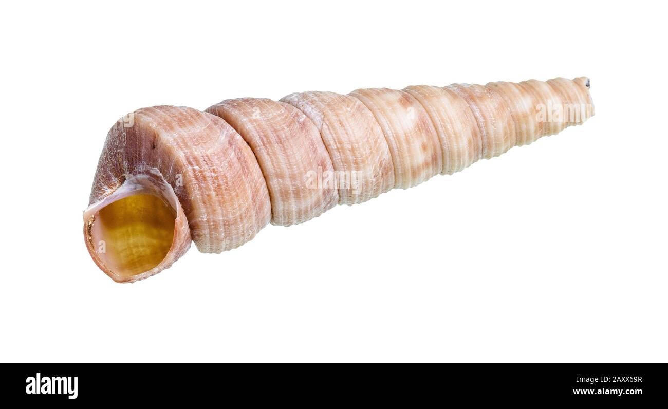 guscio vuoto secco di molluschi turritella ritagliato su sfondo bianco Foto Stock